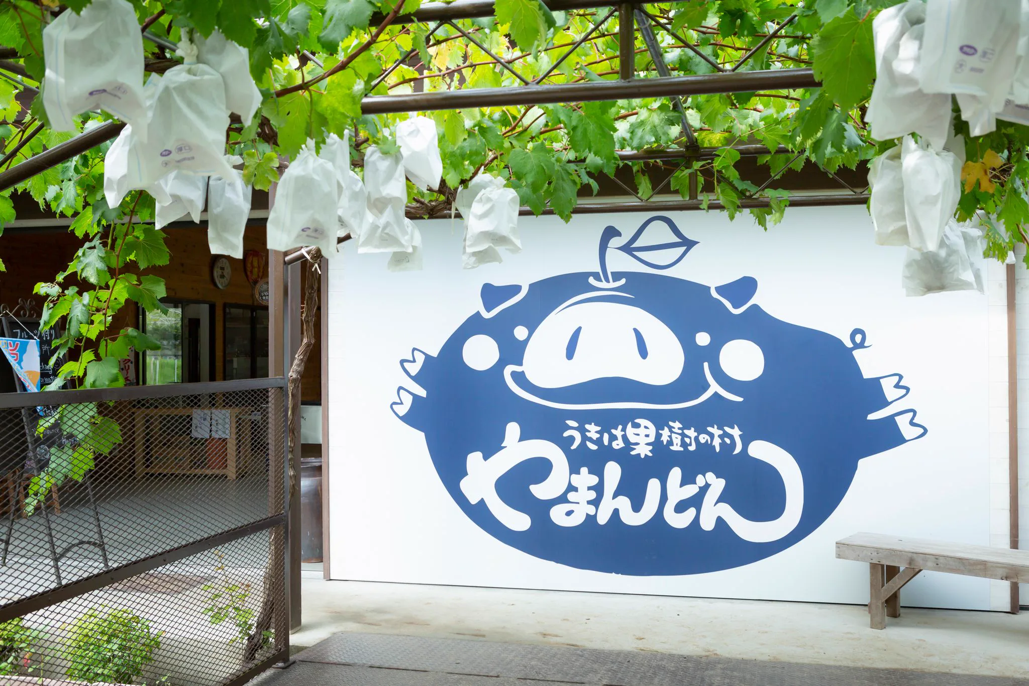 우키하 과일은 몇 월이 가장 좋을까? 딸기, 복숭아, 포도, 배, 감 연중 시기와 수확 체험 공략