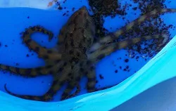 이부스키 온천 숙소는 어느 지역? 이부스키역, 사라쿠 해안, 치린가시마, 야마가와 난사쓰 동선 한눈에 구분