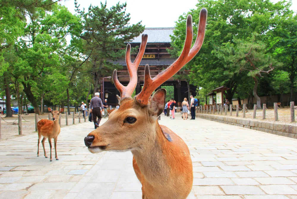 쓰키가세 온천 2026 가이드: 30.5°C 원천, 전망 노천탕, 매화 철과 나라 교통