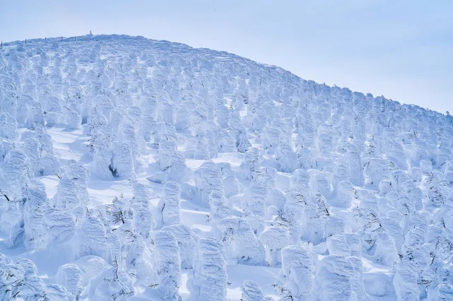 자오 수빙은 몇 월이 가장 좋을까? 12월, 1월, 2월, 3월 Snow Monster 완성도와 일정 위험 비교